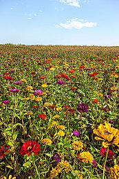 索尼克之父中裕司内幕交易案终审判决：两年半监禁缓刑四年